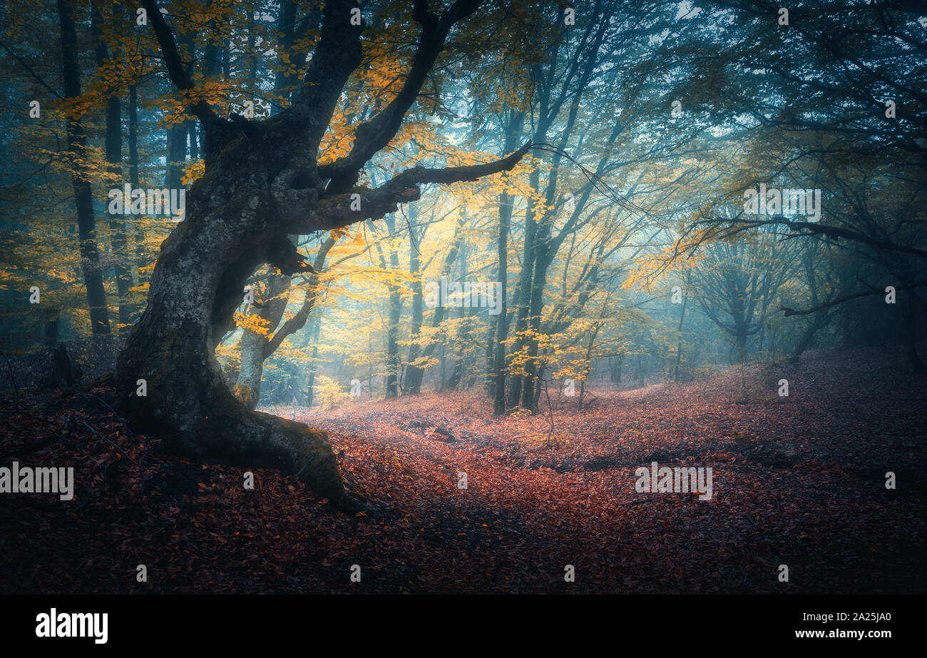 Bella foresta mistica in nebbia blu in autunno Foto Stock