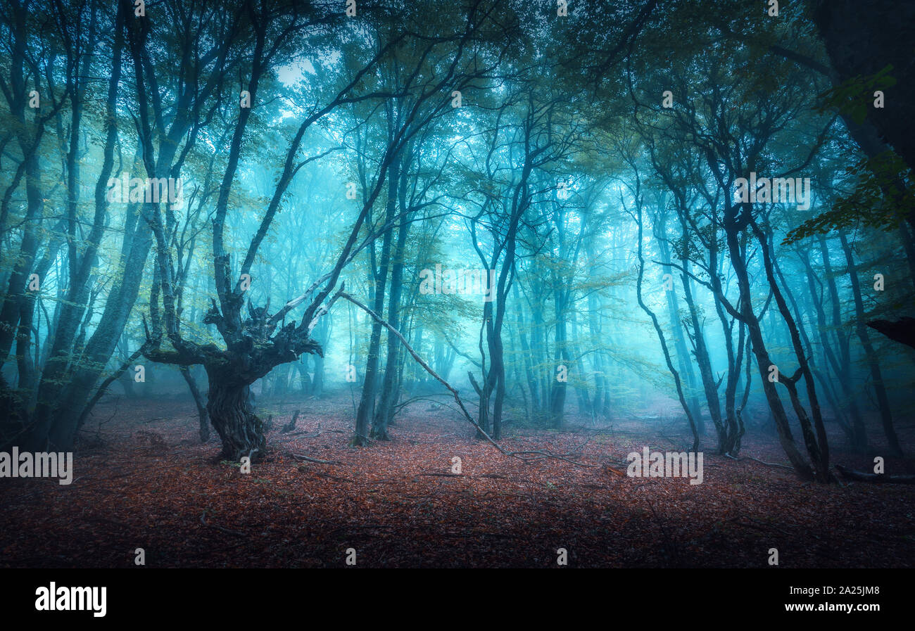 Bella foresta mistica scura in nebbia blu in autunno Foto Stock