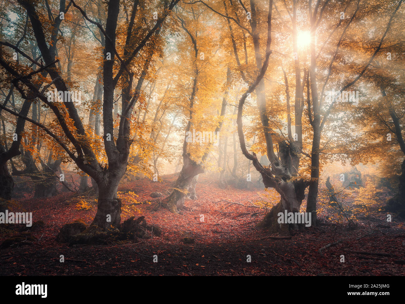 Foresta in nebbia in autunno all'alba. Alberi magici con raggi solari Foto Stock