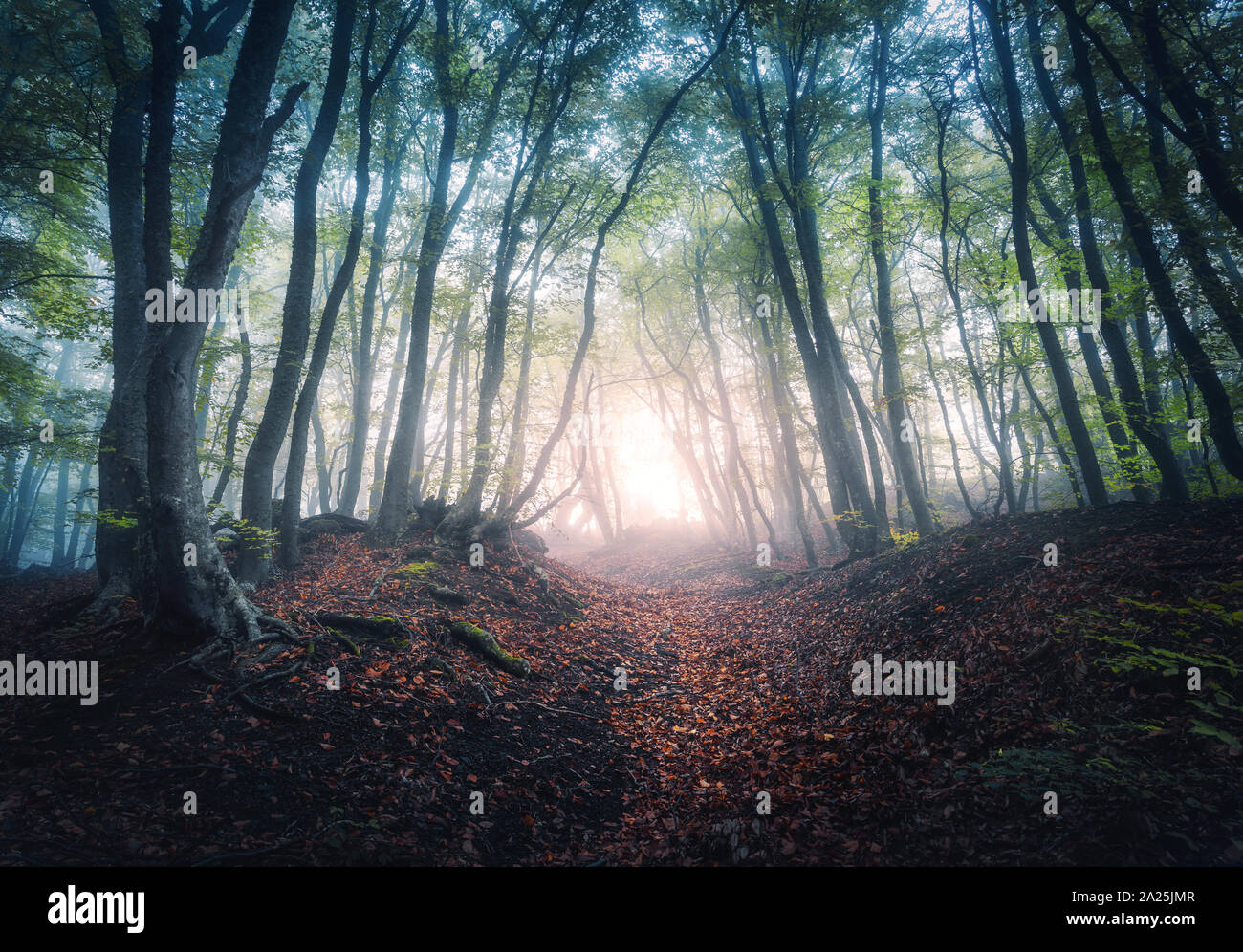 Bella foresta mistica in nebbia all'alba in autunno Foto Stock