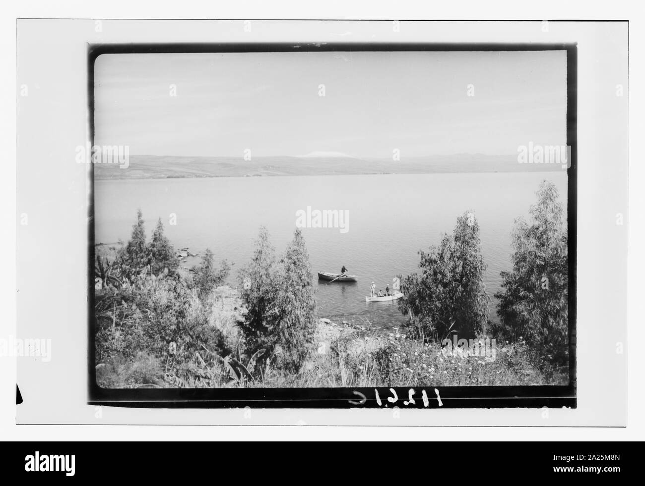 Pittoresche vedute del Monte Hermon & il lago. Mare di Galilea, campo con crisantemi & barche vicino a riva Foto Stock