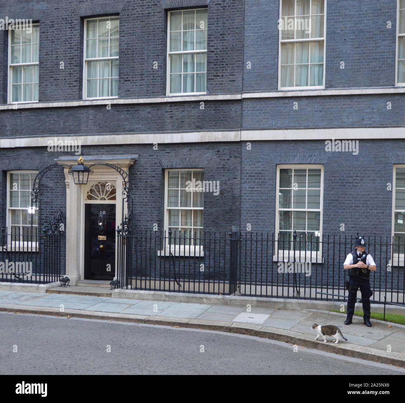 Larry il 10 Downing street cat e chief mouser al cabinet office.presso la porta del numero dieci di Downing street office e la residenza del Primo ministro britannico Foto Stock