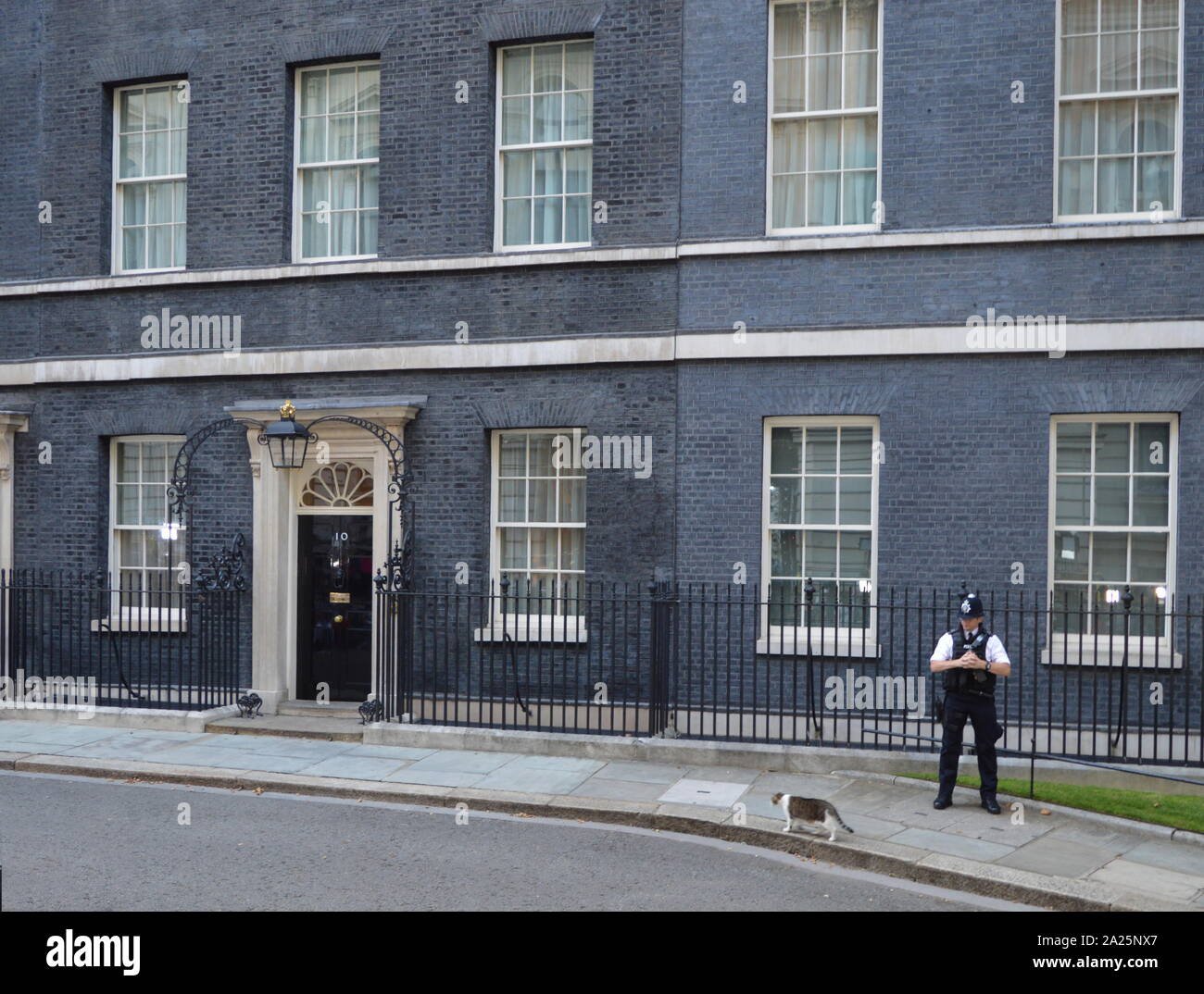 Larry il 10 Downing street cat e chief mouser al cabinet office.presso la porta del numero dieci di Downing street office e la residenza del Primo ministro britannico Foto Stock