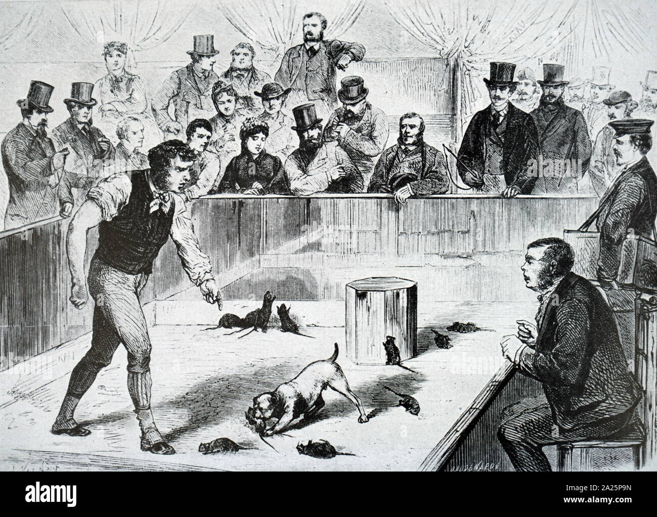 Cartoon raffiguranti rat-baiting, un sangue sport in cui le scommesse sono collocati su un cane di uccidere i ratti che sono stati catturati. Foto Stock