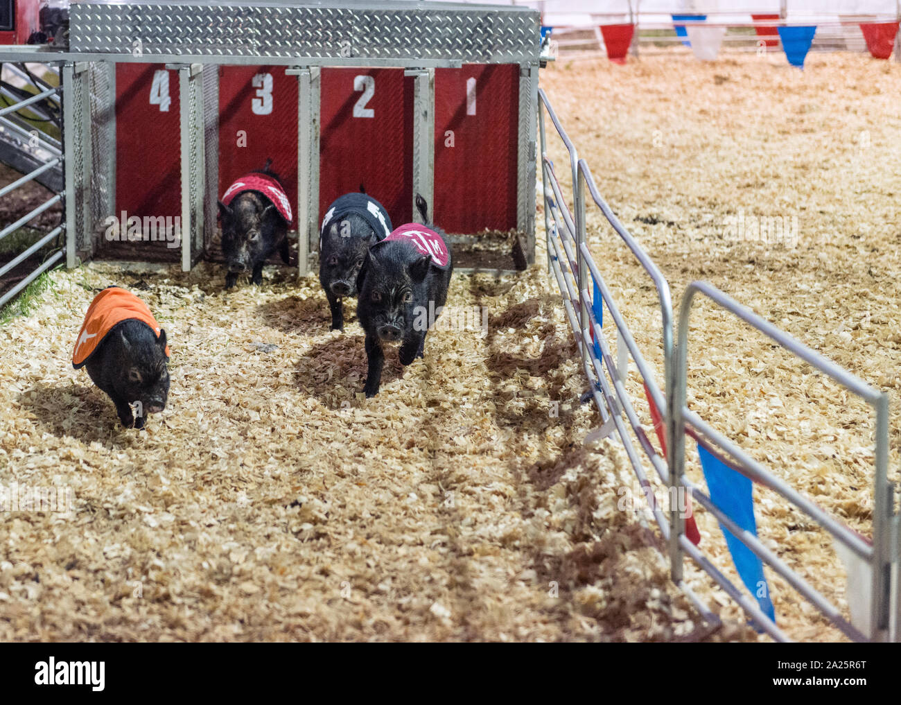 Gare di maiale al Rodeo Austin, la città di stock annuale mostra e rodeo. Austin, Texas Foto Stock