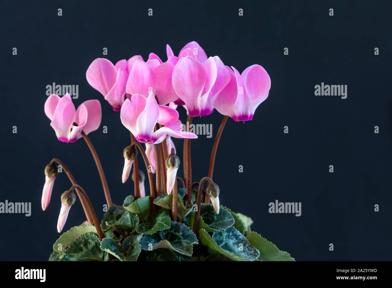 Primo piano di un ciclamino rosa in vaso su uno sfondo scuro Foto Stock