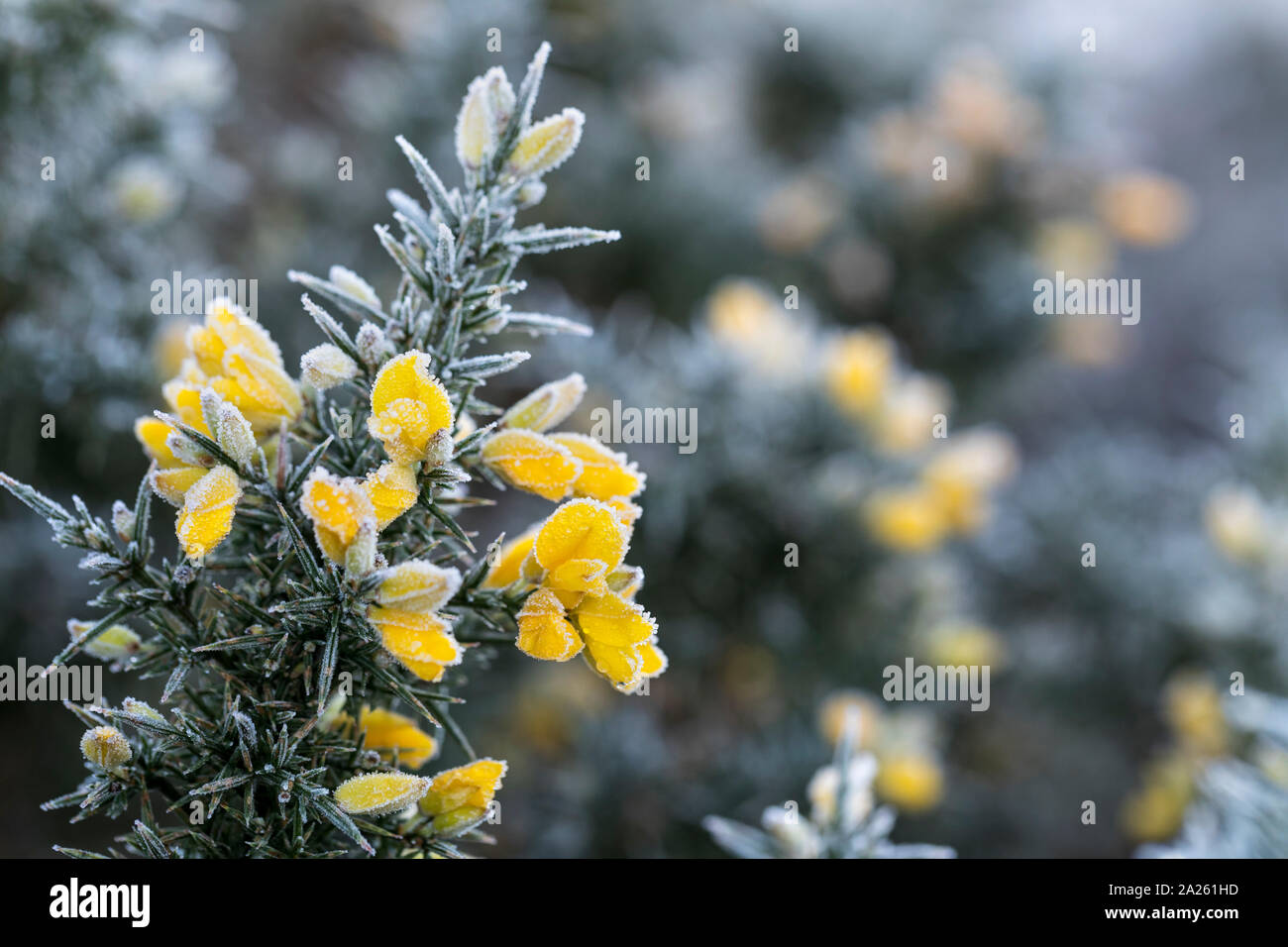 Gorse comune; Ulex Europaeus; fiori in gelo; Cornovaglia; Regno Unito Foto Stock