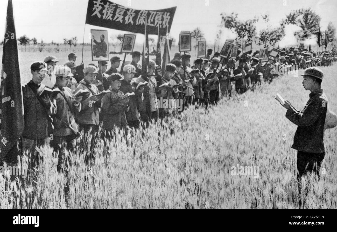 Popolare per la liberazione dell esercito studio Mao Zedong preventivi prima di lavorare su un raccolto di grano. 1966 Foto Stock