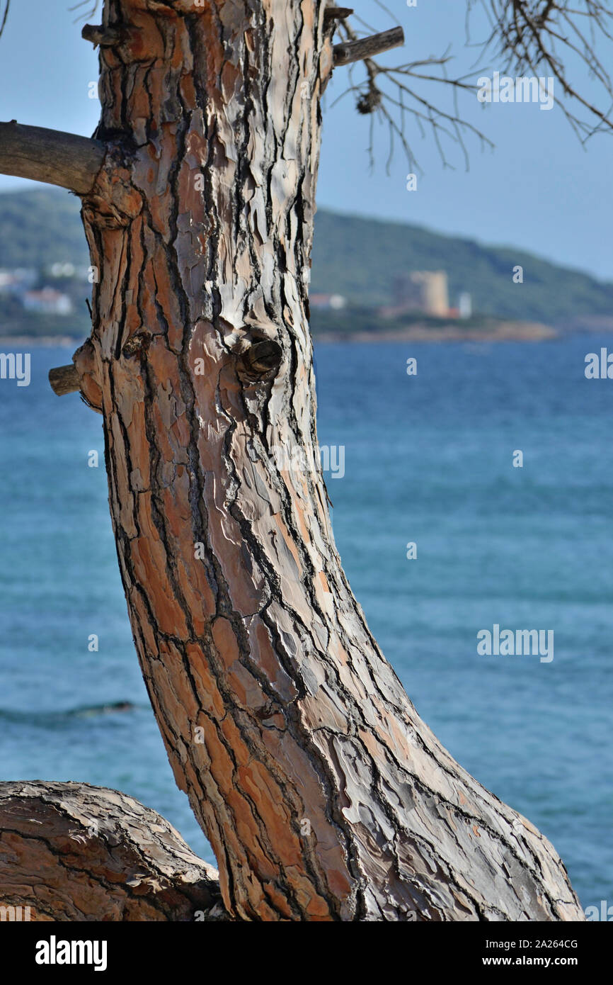 Chiudere la vista di un albero di pino e le vene della corteccia sulla riva del mare Mediterraneo di ​​Sardinia con un antica torre di vedetta nel Foto Stock