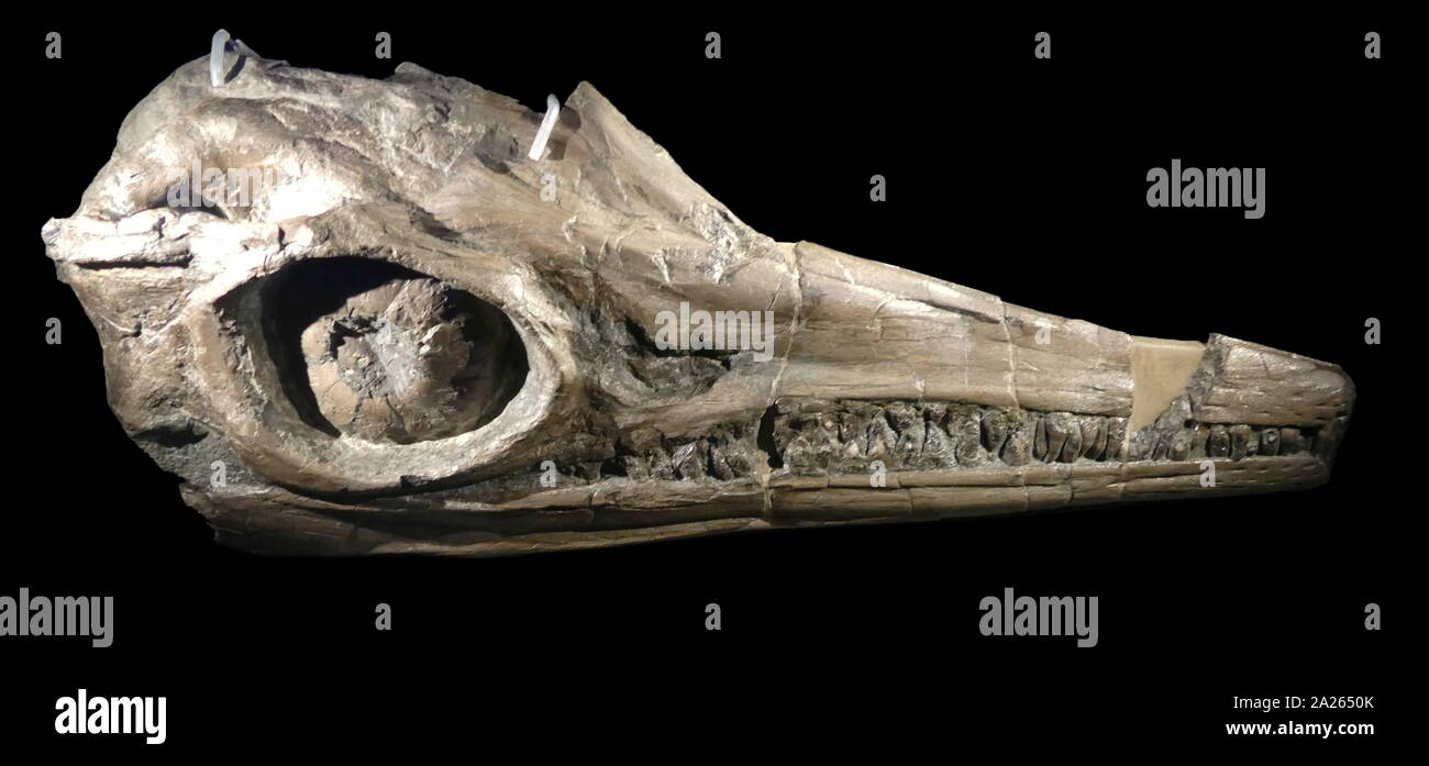 Ophthalmosaurus, un'ichthyosaur del Medio giurassico (165-160 milioni di anni fa), chiamato per la sua estremamente grandi occhi. Esso aveva un grazioso 6 m (19,5 ft) lungo dolphin-corpo sagomato e la sua quasi ganascia priva di denti era ben adattato per la cattura di totani. Importanti reperti fossili di questo genere sono state registrate in Europa e Nord America. Foto Stock
