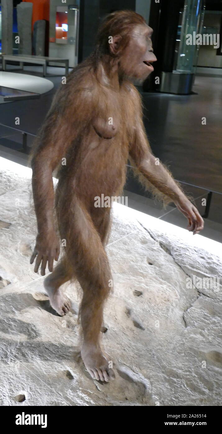 Femmina Afarensis Australopithecus, camminando sulle orme di un maschio della stessa specie. Australopithecus Afarensis (Sud ape da lontano), un hominin estinto che ha vissuto tra 3,9 e 2,9 milioni di anni fa BC in Africa. Afarensis è pensato per essere più strettamente legato al genere Homo (che comprende il moderno specie umana Homo sapiens), sia come un diretto antenato o un parente stretto di un antenato sconosciuto, rispetto a qualsiasi altro primate noto da tempo stesso. Foto Stock