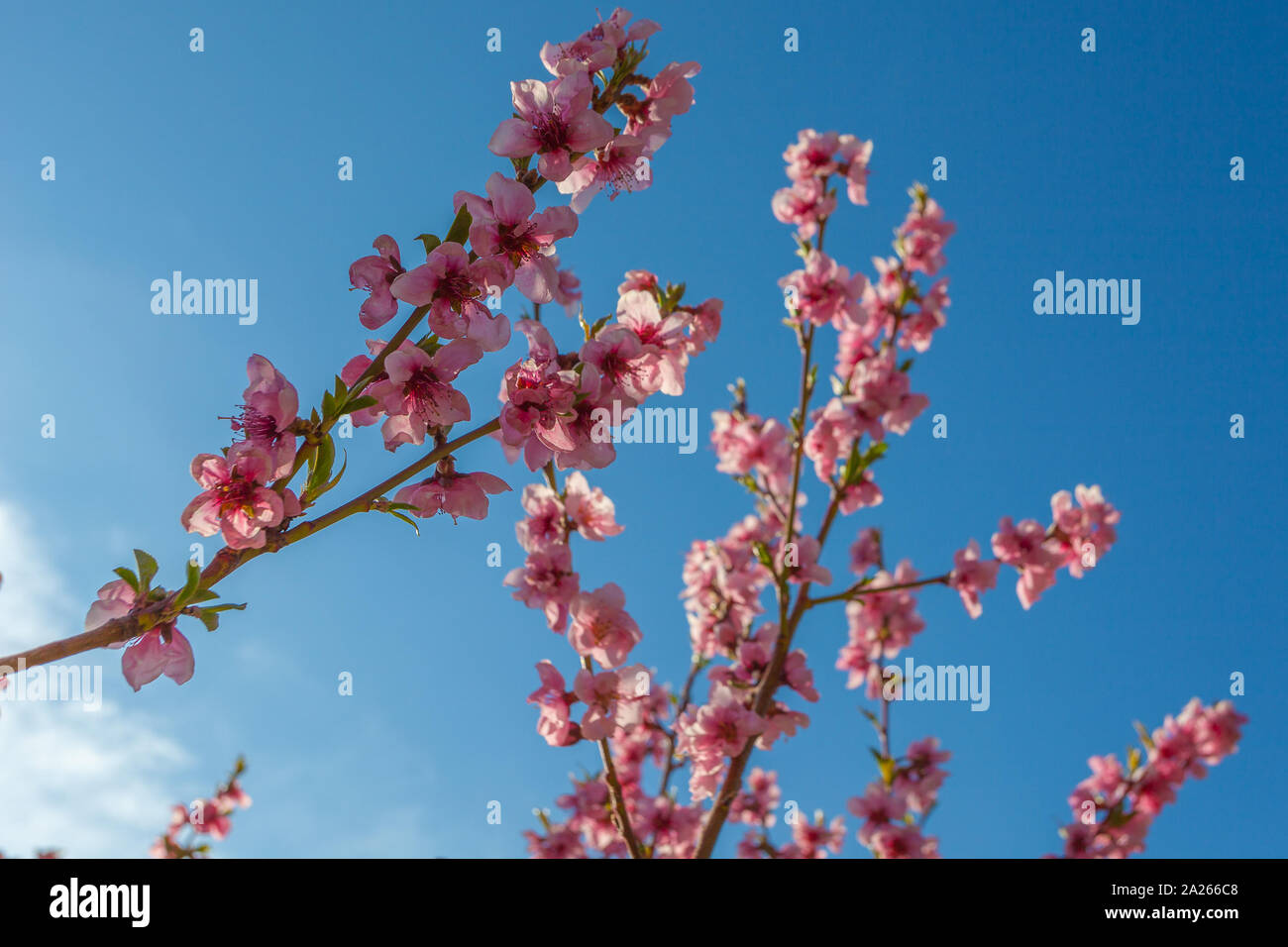 Rami di pesco in fiore con cielo blu e alcune nuvole in background Foto Stock