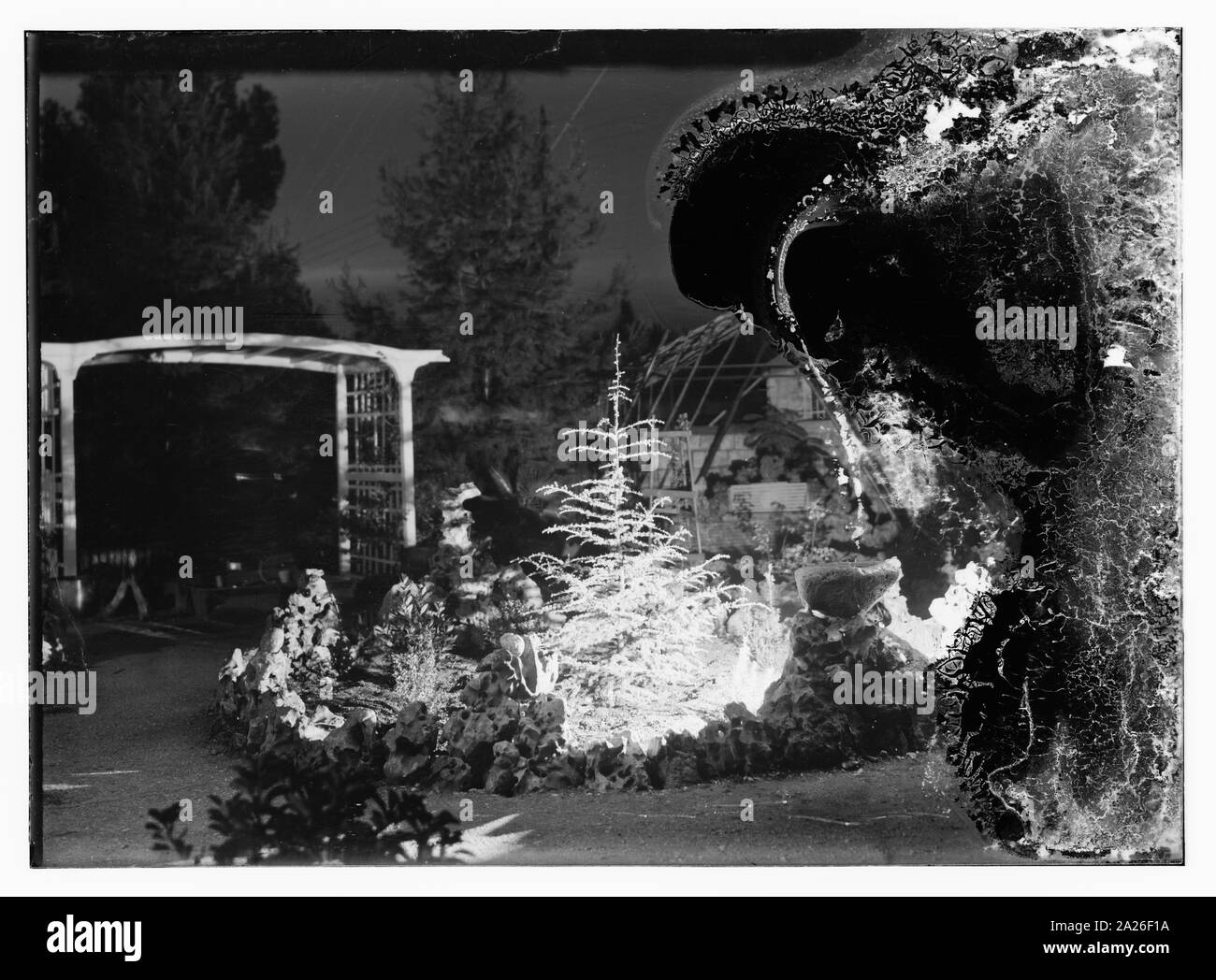 Piante in giardino di notte Foto Stock