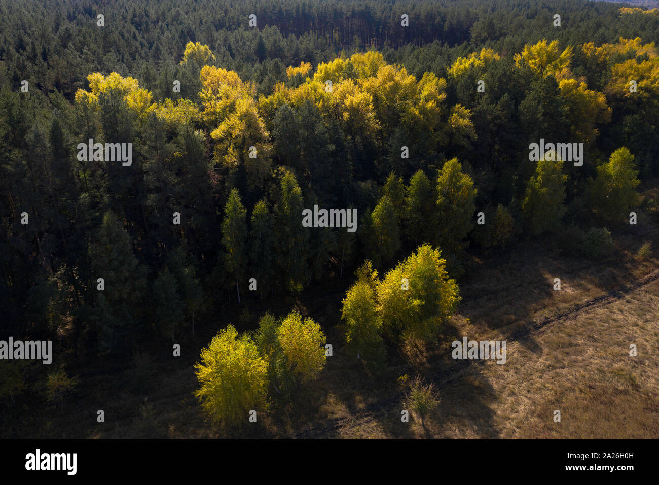 Vista aerea della foresta di autunno in una giornata di sole Foto Stock