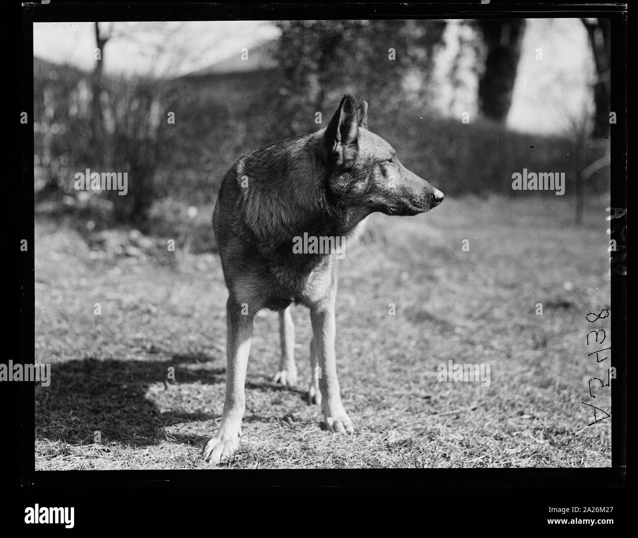Cane di polizia. Gus Buchholz Foto Stock