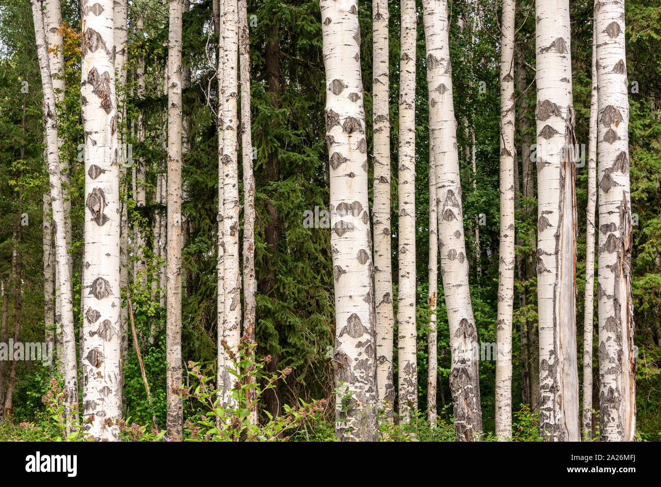 Betulla foresta in estate betulla trunk su verde di pini sfondo Foto Stock