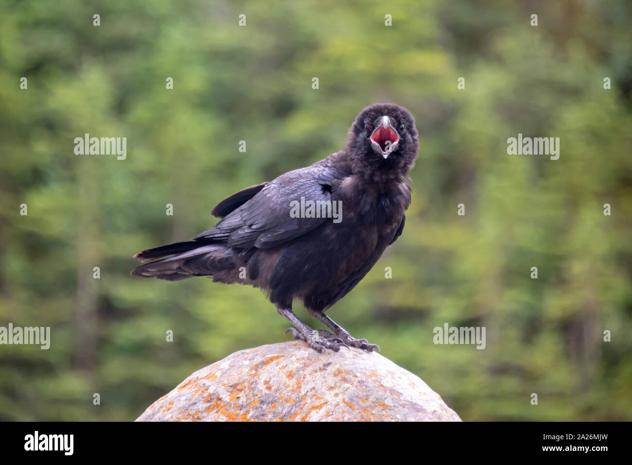 In prossimità di un comune corvo imperiale (Corvus corax) su una roccia chiamata e guardando la telecamera, British Columbia, Canada Foto Stock