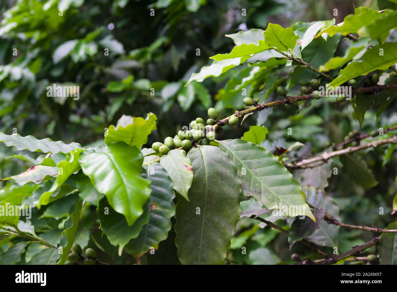 La Coffea arabica bush con la maturazione arabica coffee beans Foto Stock