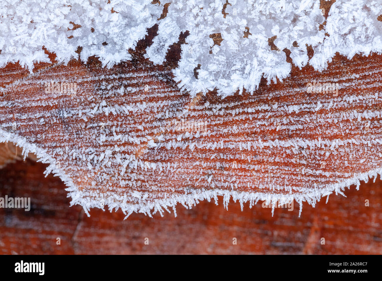 Frosty log e corteccia close up con acqua congelata cristalli Foto Stock