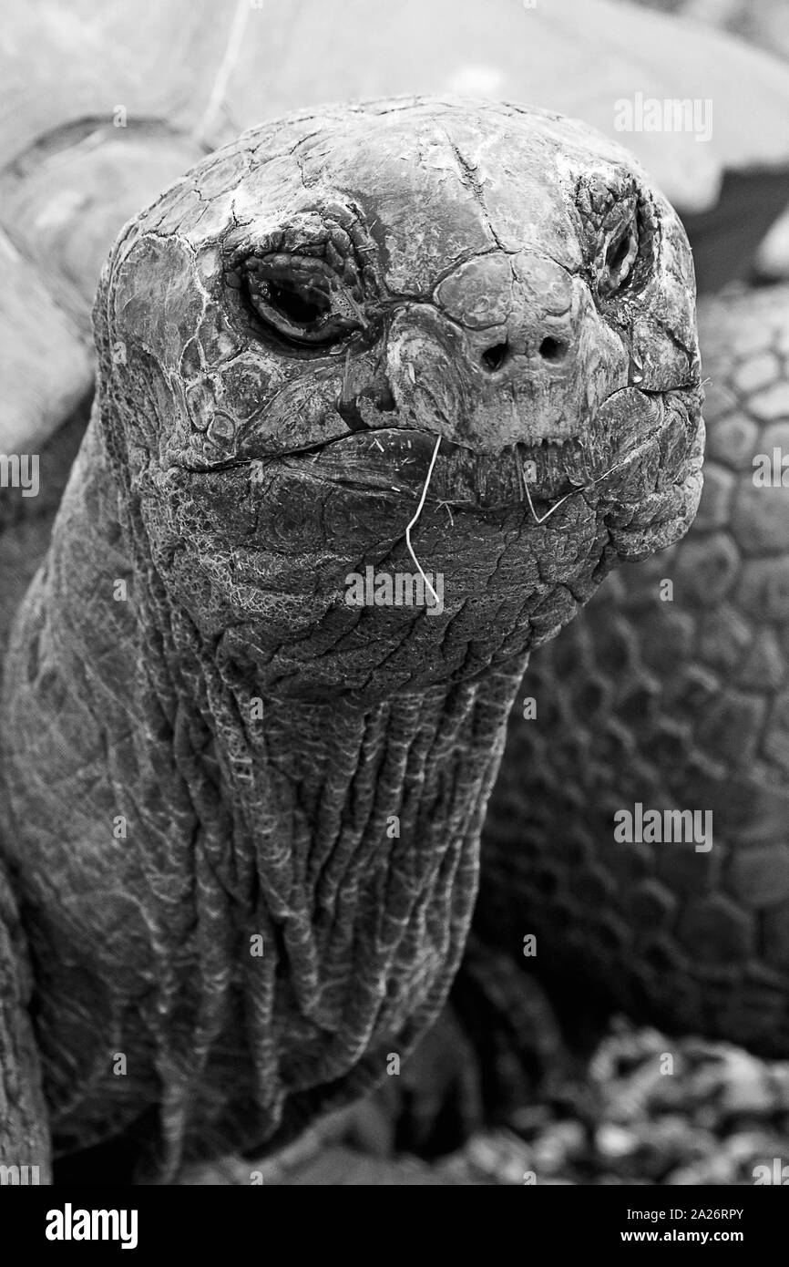 Captive gigante Tartaruga Aldabra Foto Stock