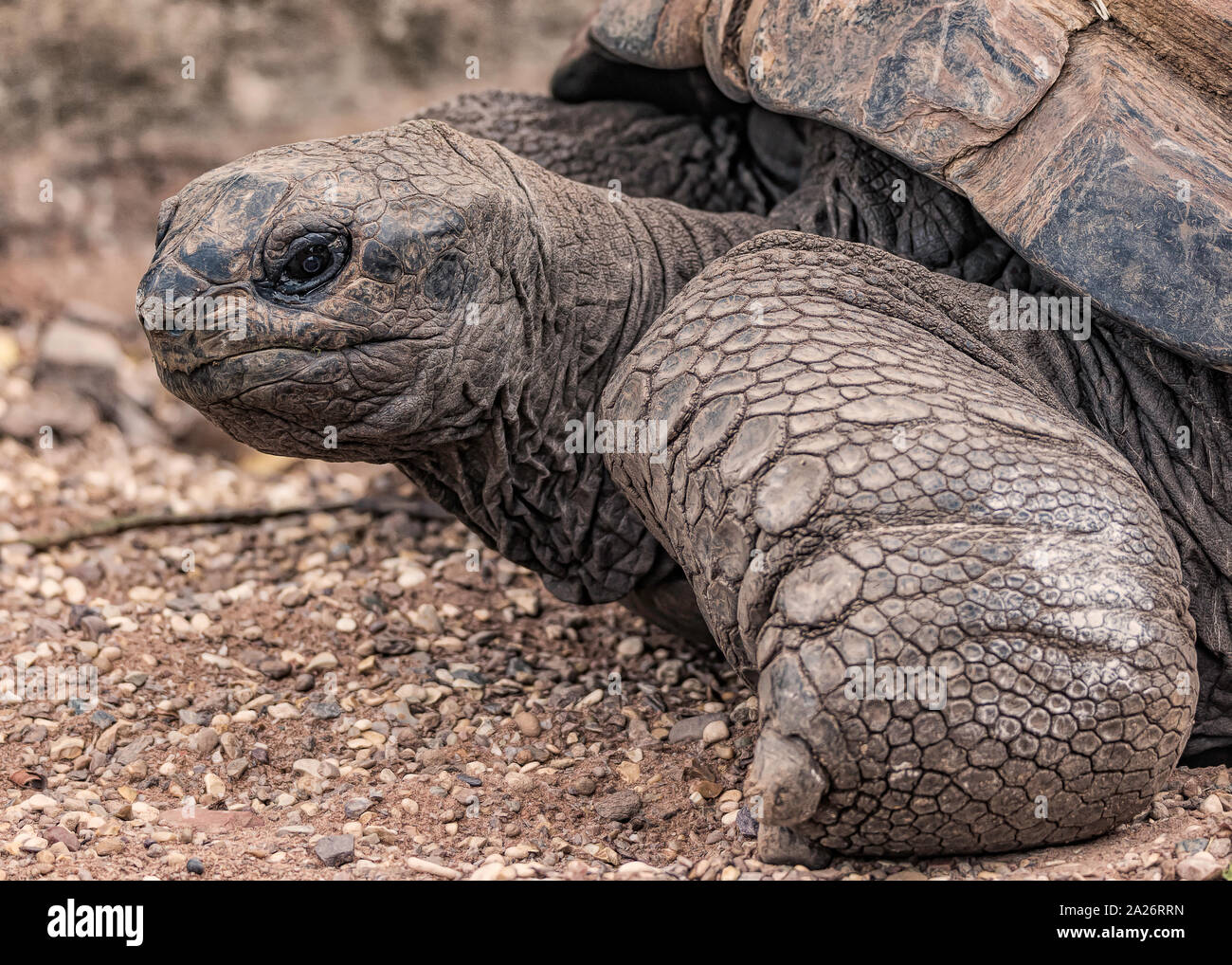 Un close-up di una tartaruga Aldabra Foto Stock