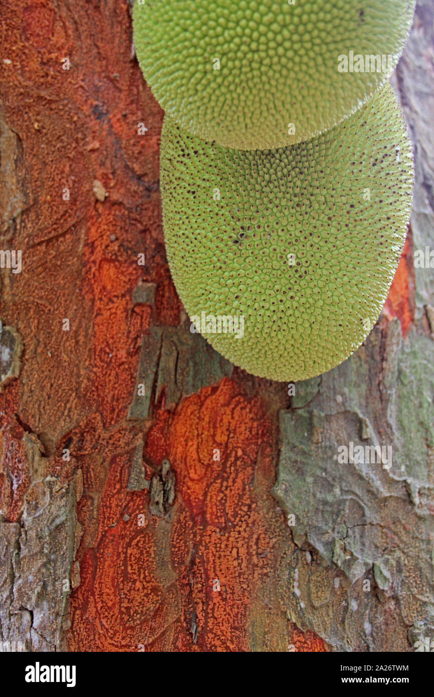 Due jackfruits in una struttura ad albero jackfruit, Spice farm, Zanzibar, isola di Unguja, Tanzania. Foto Stock