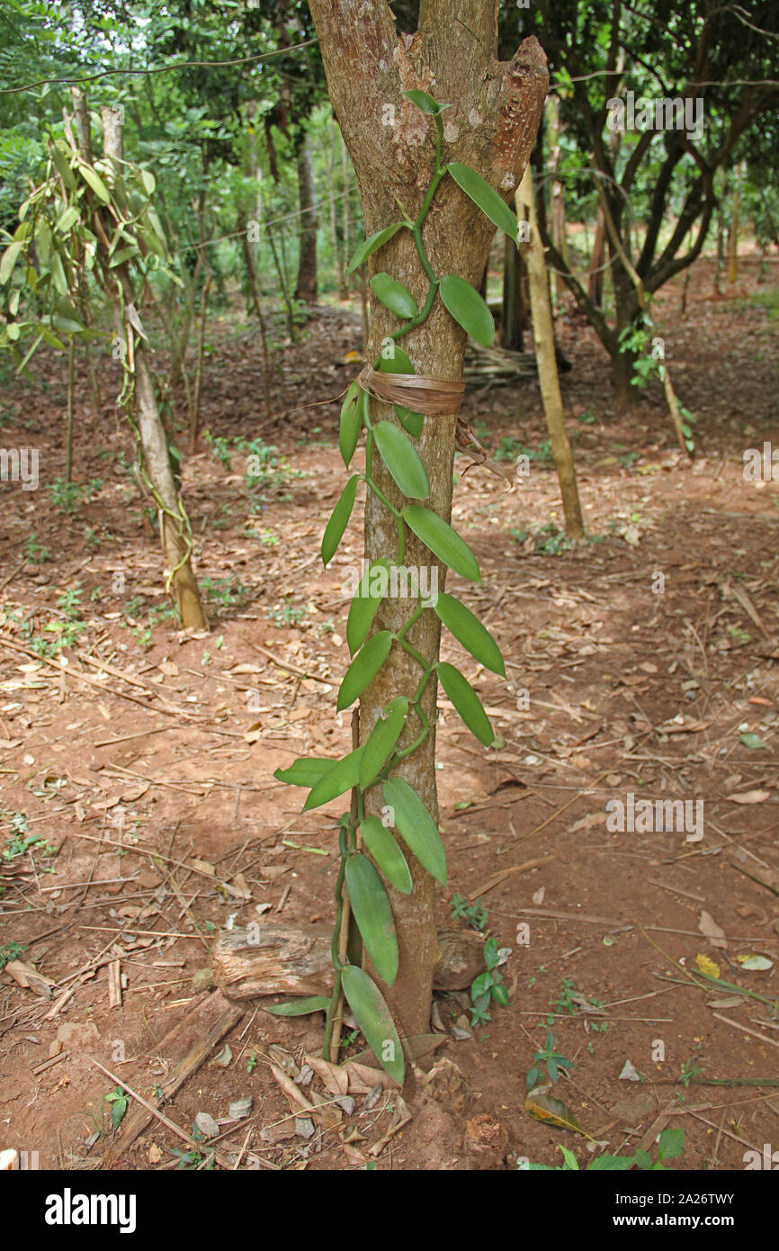 Baccelli di vaniglia sulla vite, Spice farm, Zanzibar, isola di Unguja, Tanzania. Foto Stock