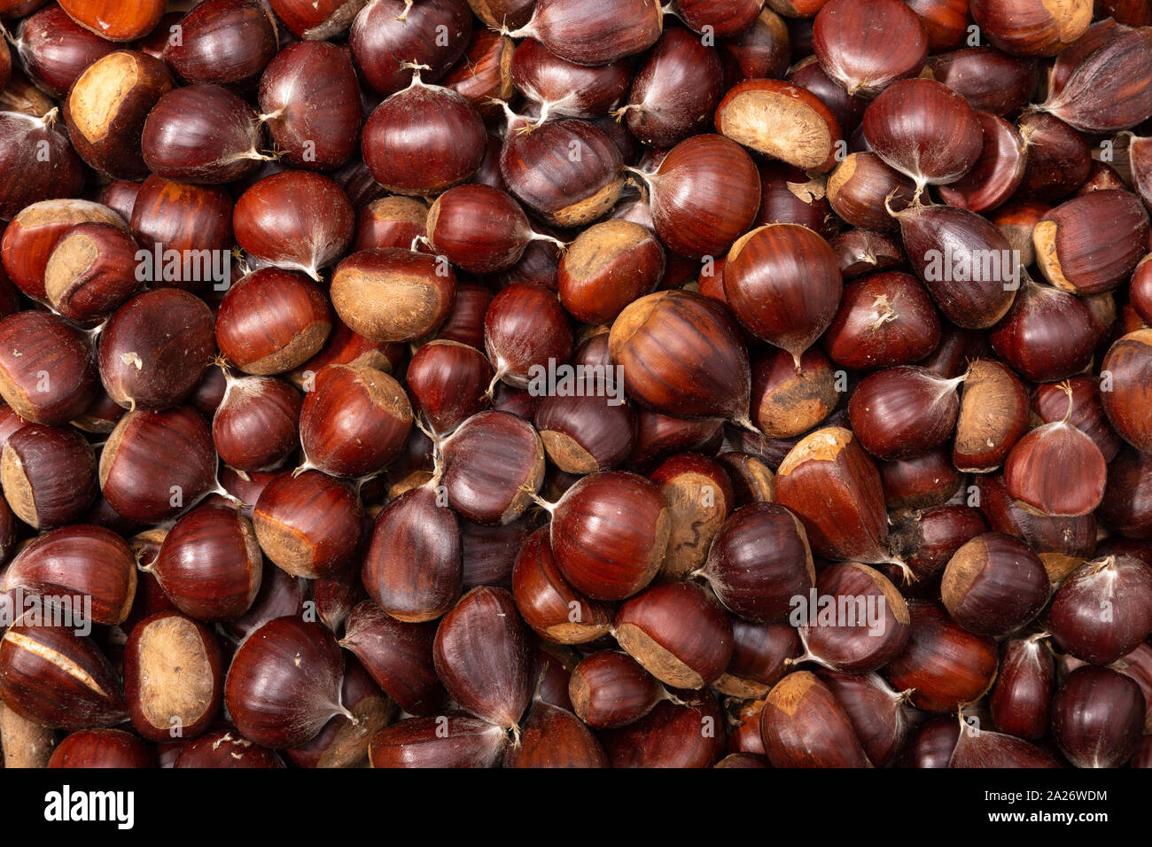 Sweet Chestnut sfondo. Vista dall'alto. Castanea sativa Foto Stock