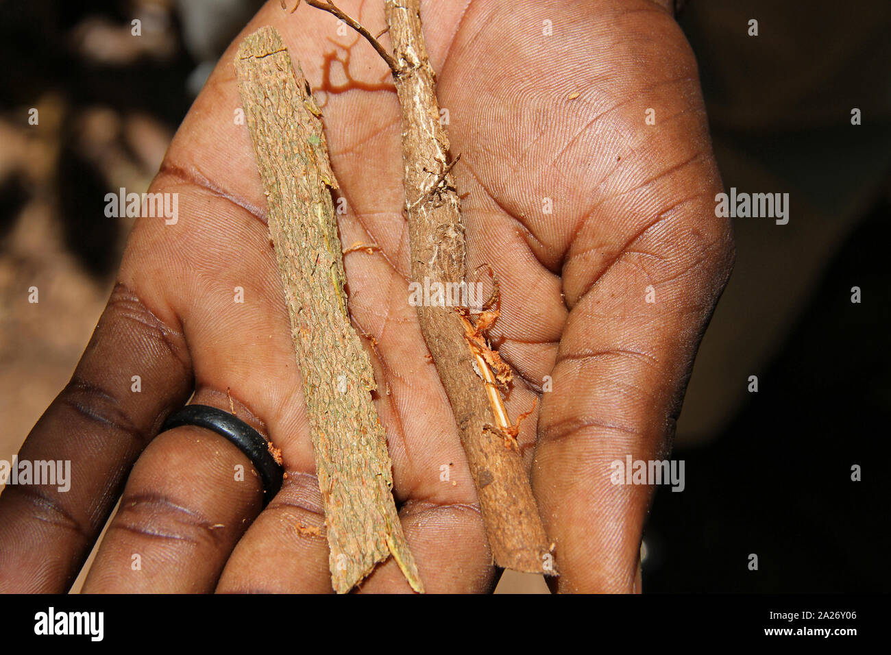 Materie cannella in African mano d'uomo, Spice farm, Zanzibar, isola di Unguja, Tanzania. Foto Stock