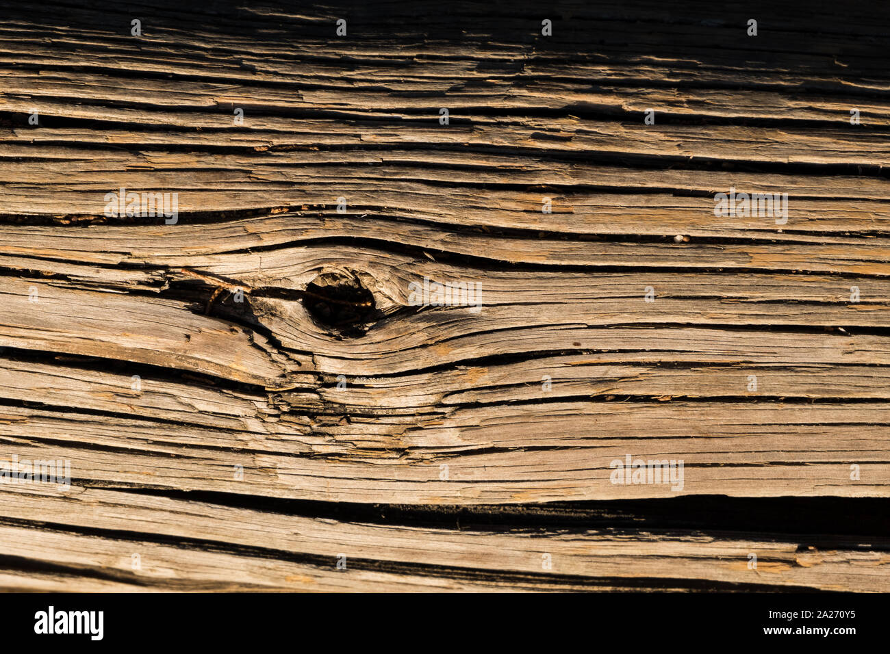 Tronco di legno texture con nodo Foto Stock