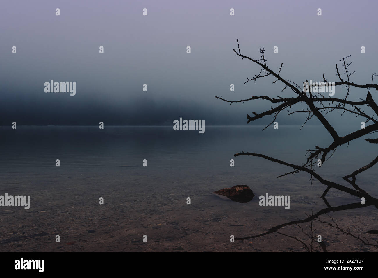 Mattinata nebbiosa sul lungolago, morto a rami di alberi in acqua Foto Stock
