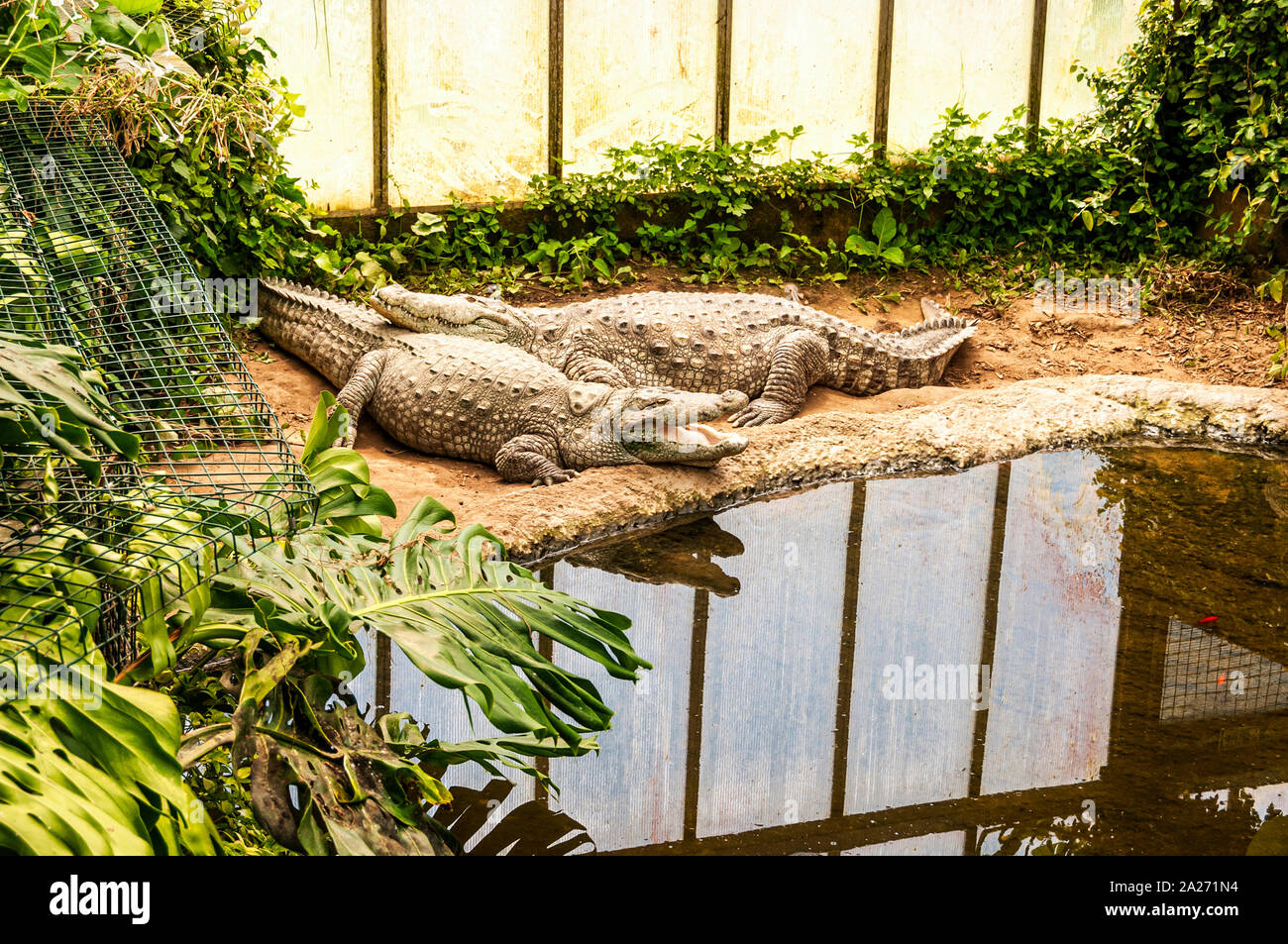 Due grandi di colore marrone chiaro coccodrilli, uno schiusi, giacciono su un banco di sabbia di una piscina circondata da una vegetazione di crogiolarsi nella luce del sole attraverso un muro opaco Foto Stock