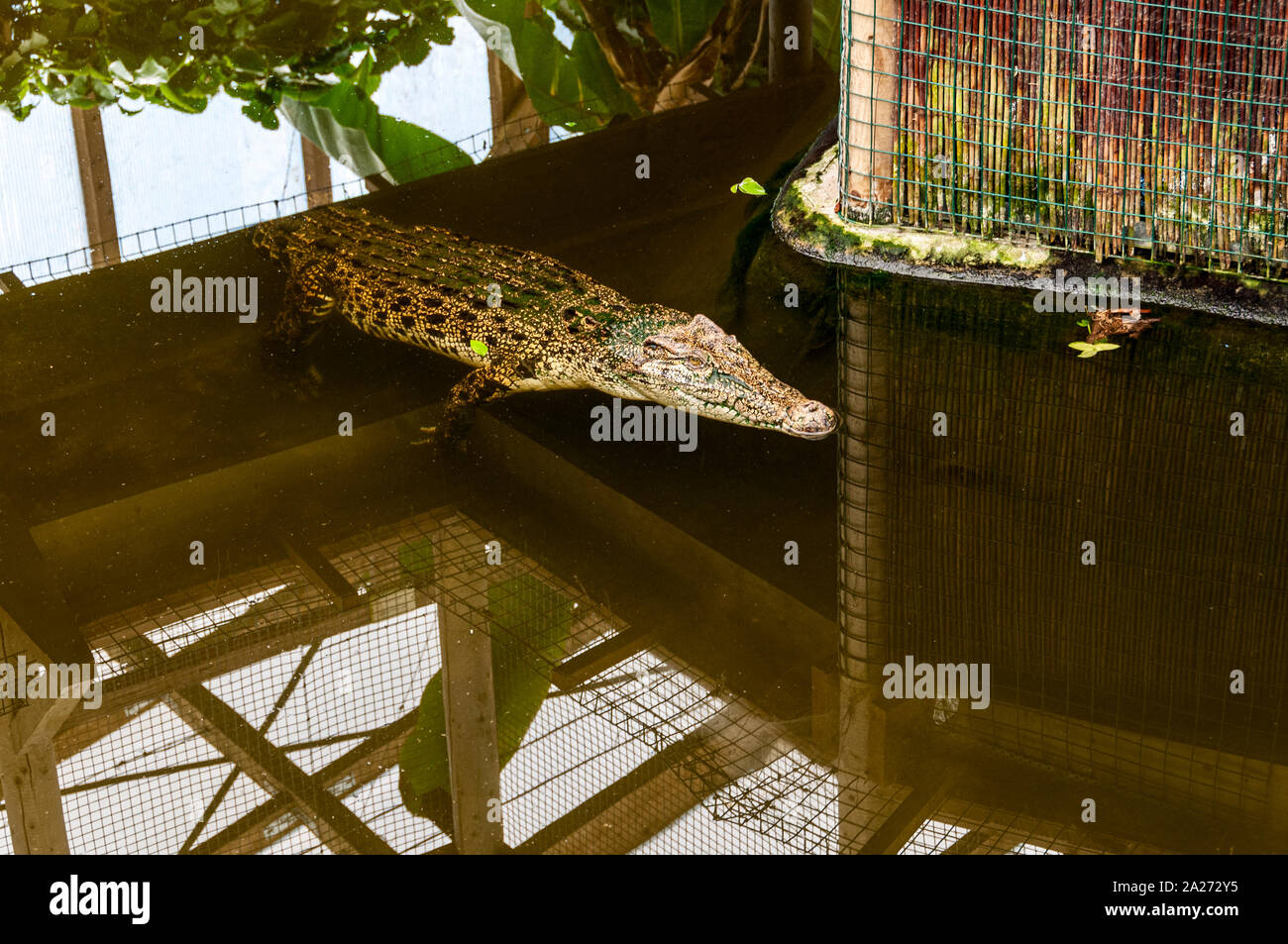 Un arancio-marrone coccodrillo con motivi geometrici regolari contrassegni neri nuota da sotto una schermata con la sua testa e muso appena al di sopra del livello dell'acqua Foto Stock