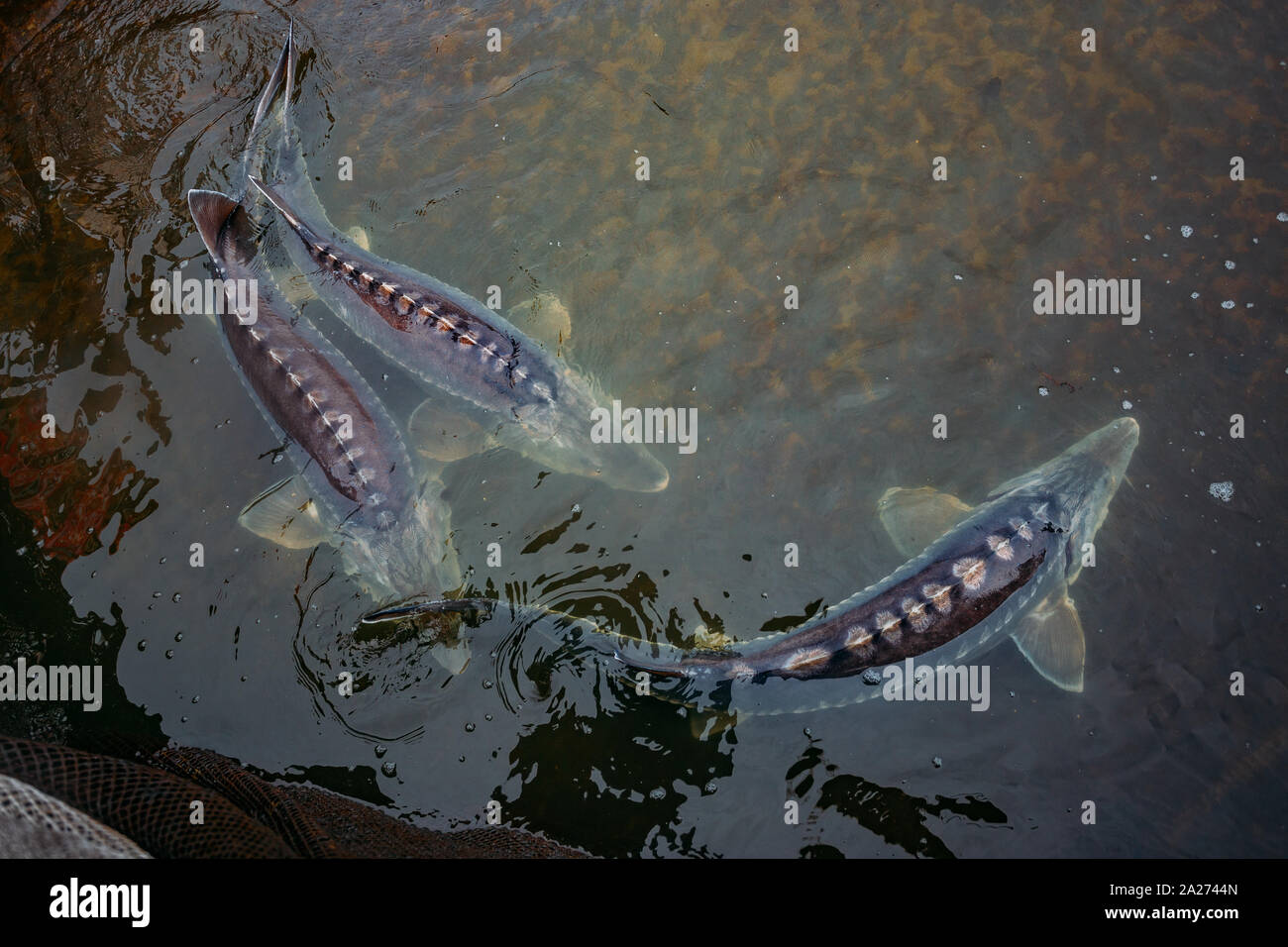 Live storioni in gabbia nel pesce di allevamento. Foto Stock