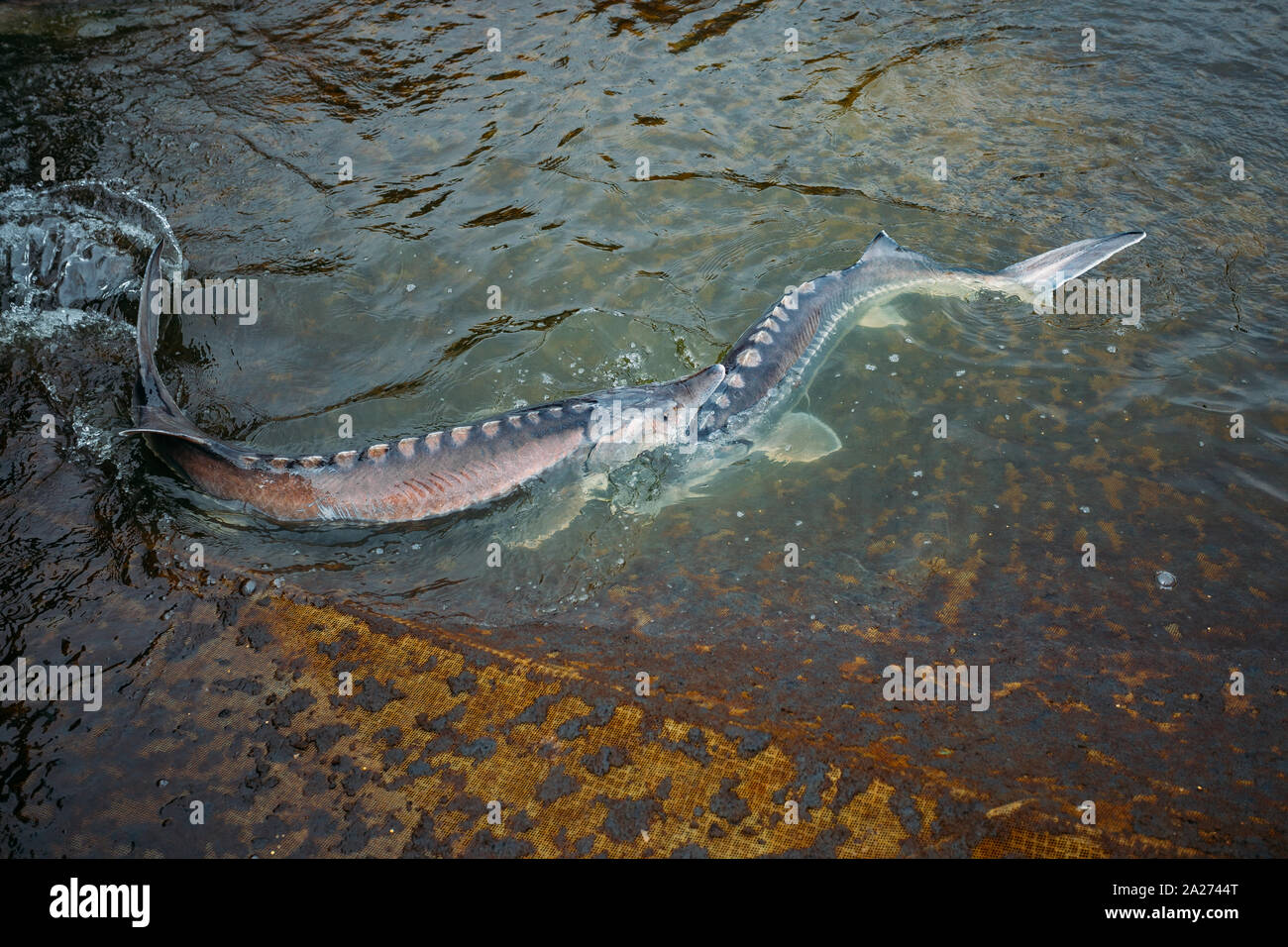 Live storioni in gabbia nel pesce di allevamento. Foto Stock