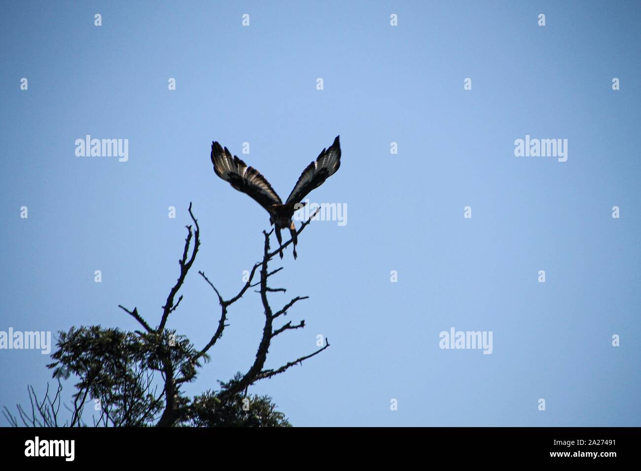 Vogel auf Jagd in Savanne Foto Stock