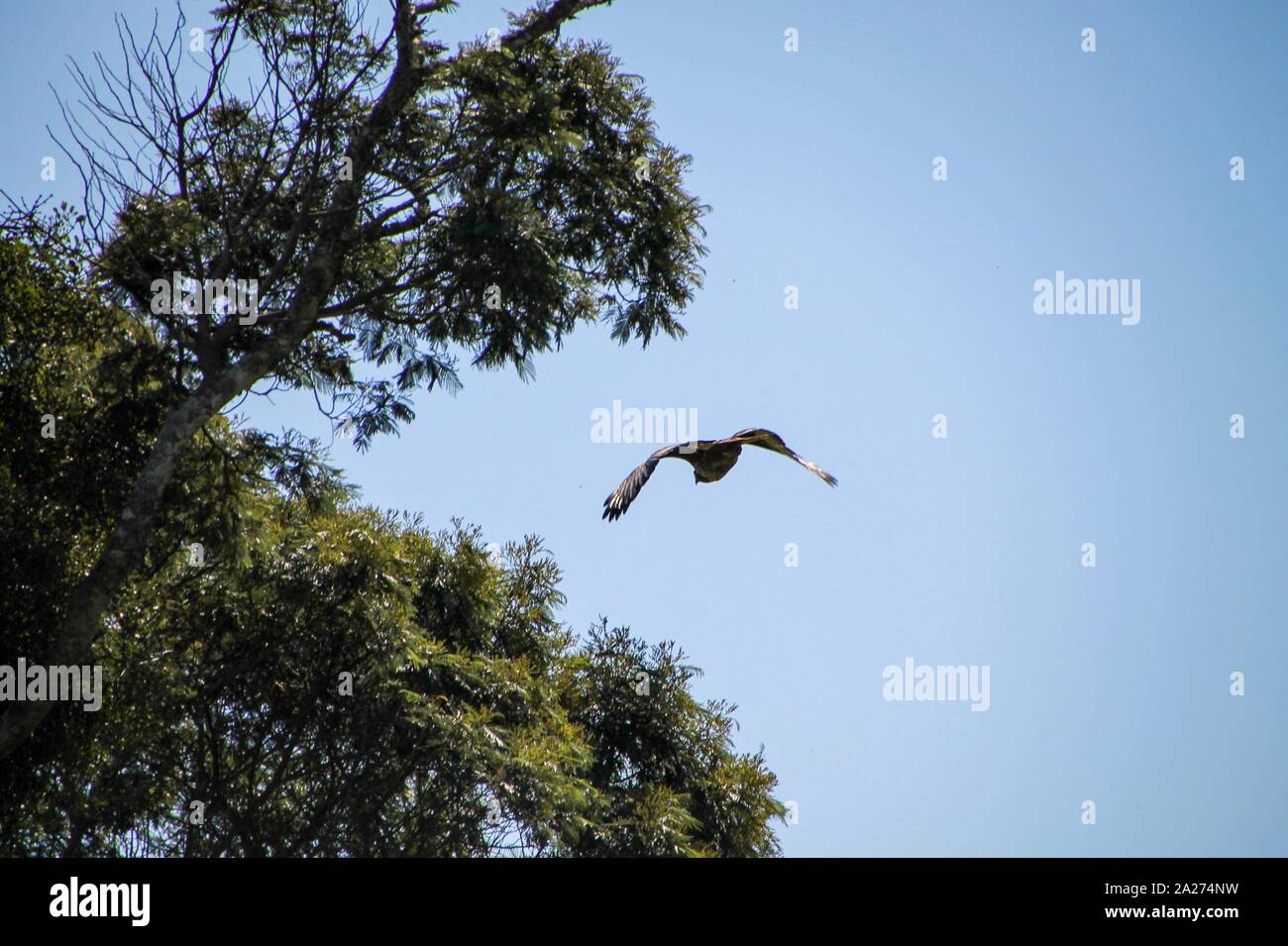 Großer Vogel in Savanne Foto Stock