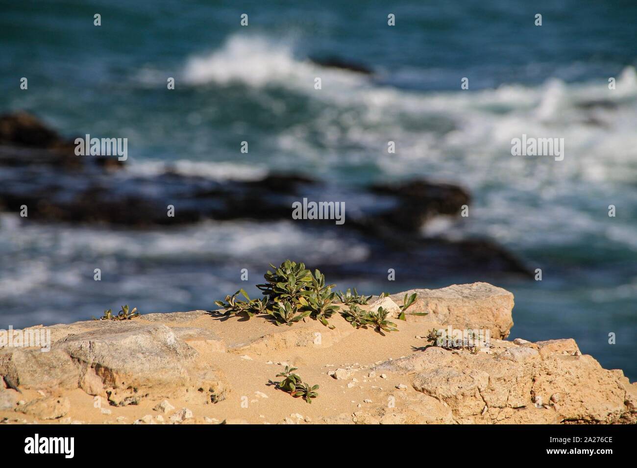 Pflanze auf kargem Fels an der Küste Foto Stock