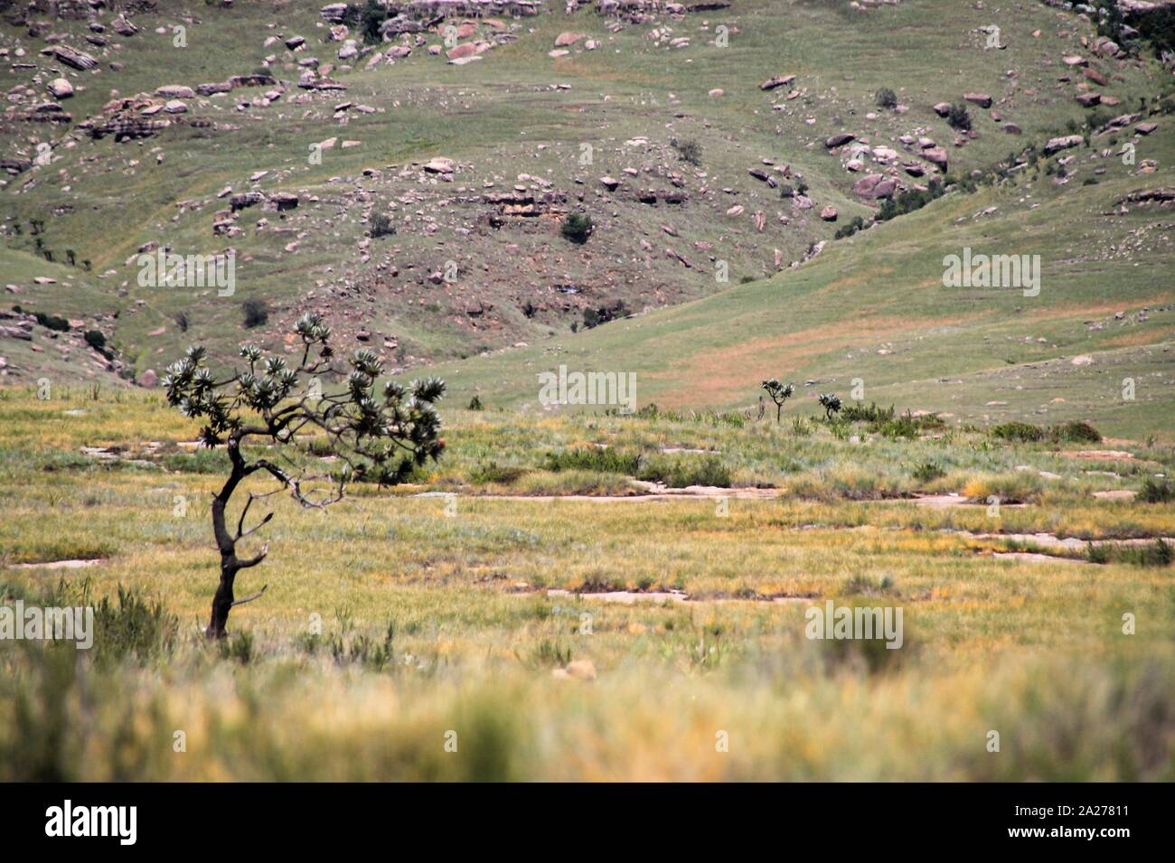 Baum in karger Hochebene kämpft ums Überleben Foto Stock