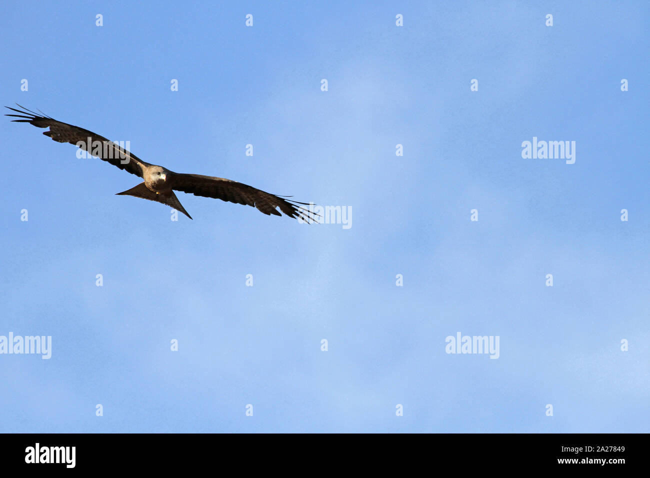 Giallo-fatturati kite appollaiato sul ramo di albero contro il cielo blu, Victoria Falls riserva privata, Zimbabwe. Foto Stock