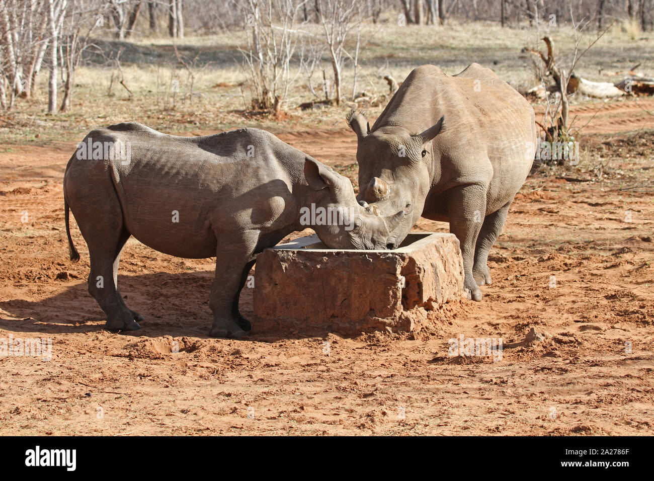 Due i rinoceronti neri di mangiare dal cibo trogolo, Victoria Falls riserva privata il rinoceronte nero Progetto di allevamento, Zimbabwe. Foto Stock