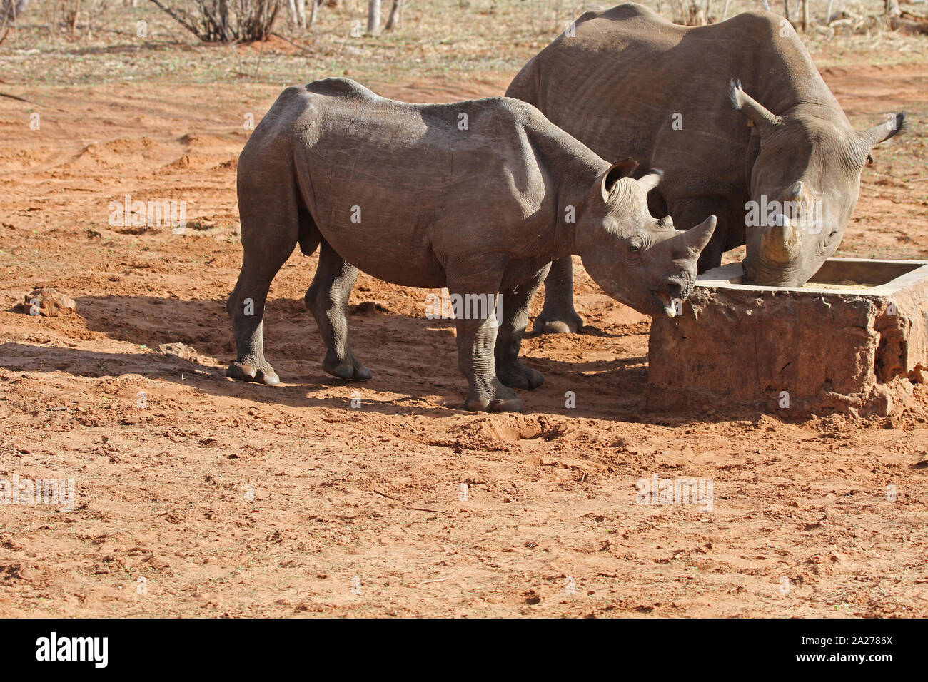Rinoceronte nero a mangiare cibo da una mangiatoia, Victoria Falls Riserva Privata Timbavati rinoceronti neri e i progetti di allevamento, Zimbabwe. Foto Stock
