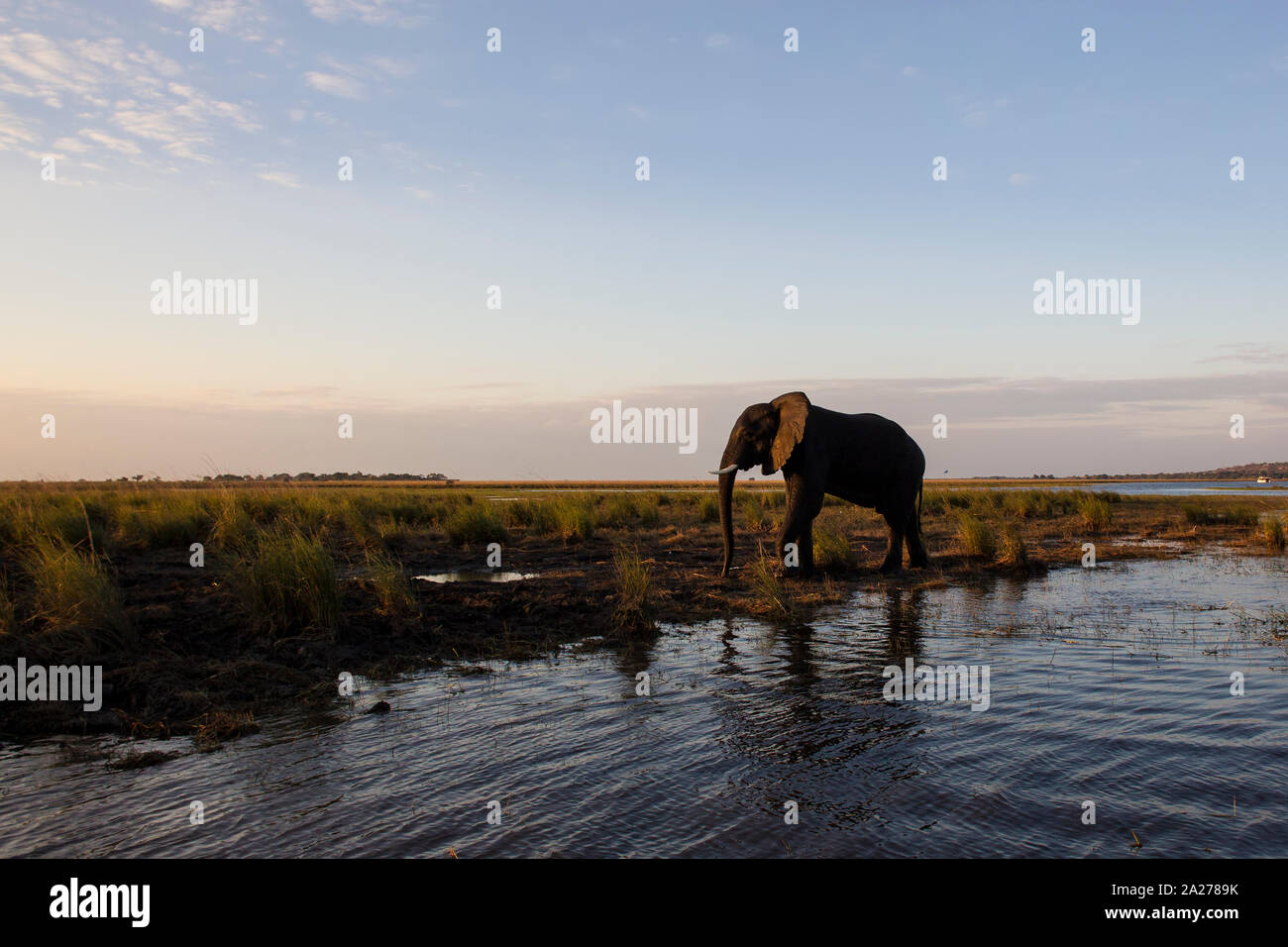 Elefante africano Loxodonta africana raggiunge la terra asciutta dopo il nuoto attraverso il fiume Chobe in Botswana al crepuscolo Foto Stock
