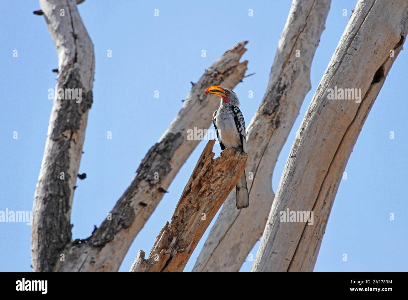Southern Yellowbilled hornbill appollaiato a secco di albero morto, Zimbabwe. Foto Stock