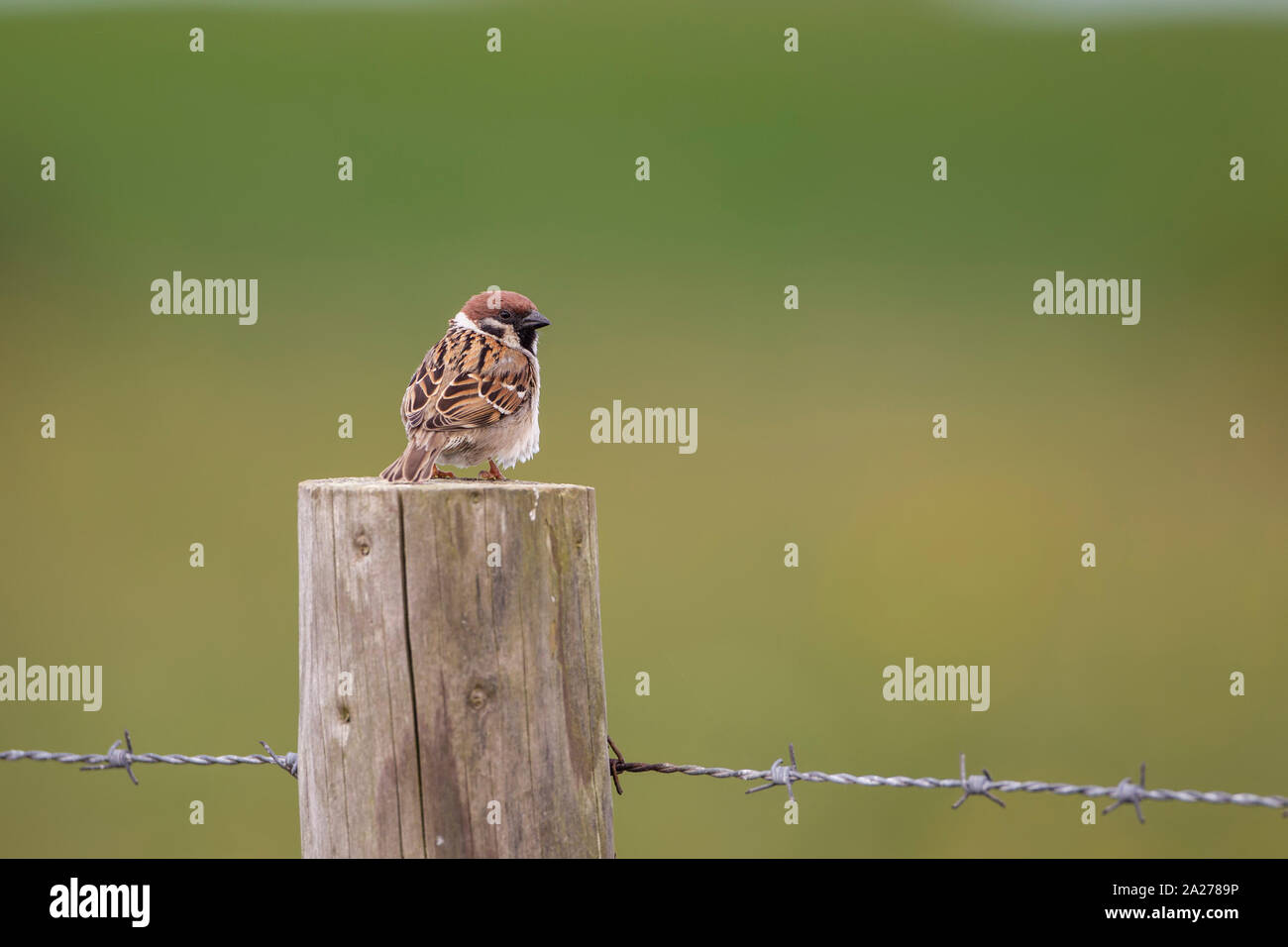 Passera mattugia Passer montanus seduto su una staccionata in legno posta contro una diffusa sfondo verde Foto Stock