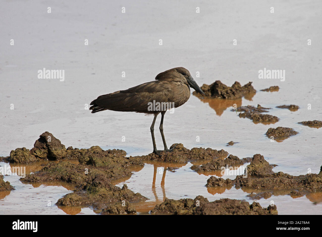 Hamerkop bird in piedi sul terreno fangoso, Zimbabwe. Foto Stock