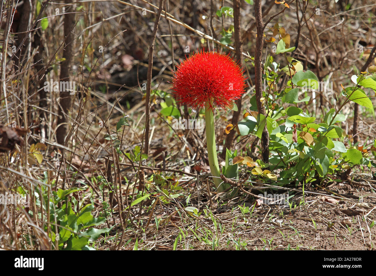 Snake Lily vicino a Victoria Falls, Zimbabwe. Foto Stock
