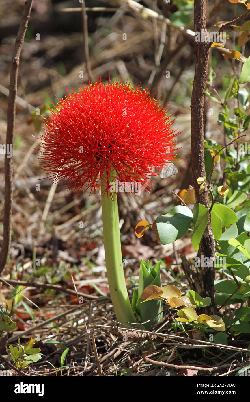Snake Lily vicino a Victoria Falls, Zimbabwe. Foto Stock