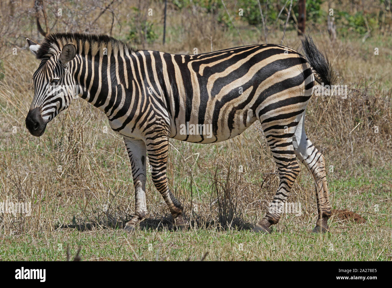 La Burchell zebra in piedi nel veld, Victoria Falls riserva privata, Zimbabwe. Foto Stock