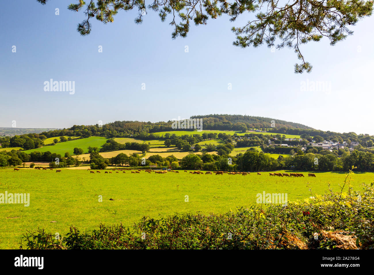Una mandria di Devon rosso rubino vacche da latte al pascolo sulle pendici della collina di Shute, vicino, Axminster Devon, Inghilterra, Regno Unito Foto Stock